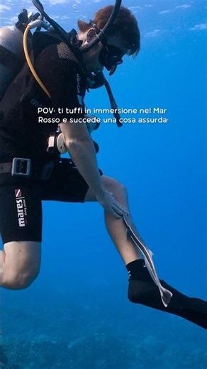 Aww ha trovato un nuovo migliore amico 🫶🏼 #remora #marinelife #scuba #scubadiving #underwater