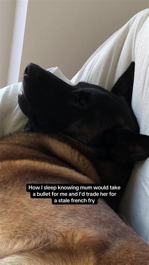 Understanding Belgian Malinois and Belgian Shepherds