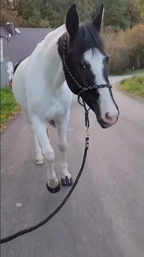 używacie butów dla koni? #koń #konie #jeździectwo