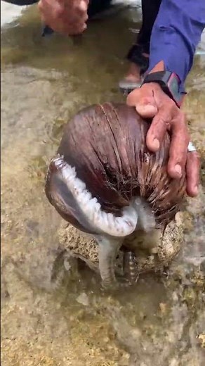You Won’t Believe What’s Hiding Inside This Coconut! 🥥🐙