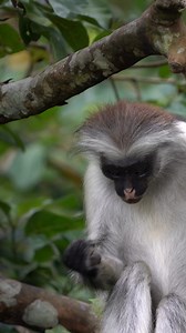 Africa’s primate populations are declining due to deforestation, illegal bushmeat consumption, wildlife crime and the exotic pet trade. 💔 Over 50% face extinction! Did you know monkeys play a vital role in keeping our forests and ecosystems healthy? They help with: 🍃 Spreading seeds across large areas, promoting forest growth. 🌼 Pollinating flowers while feeding on nectar. These species also contribute to local economies 💰. With 80% of tourists visiting Africa for its wildlife, healthy monke