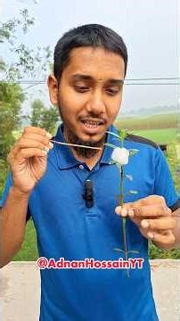 Spittlebug Insect Mystery Unveiled! #Research