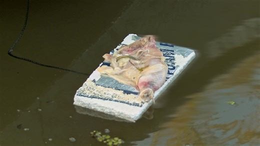 Troy teams up with a legendary hunter to chase a record-breaking 14-foot monster. See more in this scene from Season 16, Episode 12, "Tree Breakers." | Swamp People on History