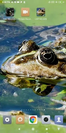 frog wallpaper - amphibia wallpaper