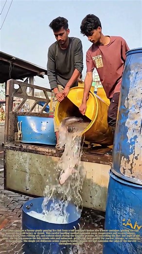 Pouring Live Fish: How Careful Transfer Keeps Catches Healthy and Intact