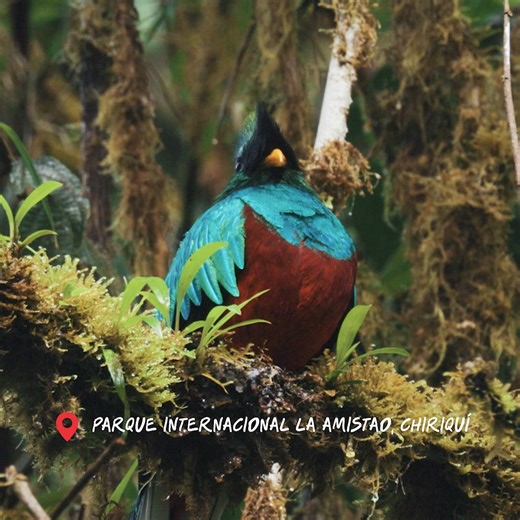 De encuentros increíbles a momentos únicos, en Panamá la naturaleza es un hecho | Visit Panama
