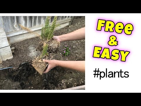 🌻 How to Split PROPAGATE and Save a Fern (Fox Tail) Plant