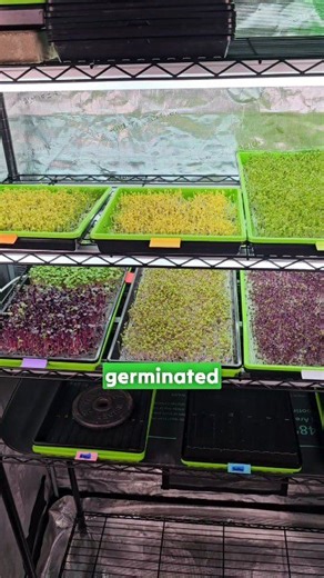 It all started with an empty grow rack and a few freshly seeded trays of microgreens. For the first 3–4 days, I simply misted the seeds with water twice a day and let them do their thing Then came germination & bottom watering the trays 1 to 2x per day, or as needed. 🌱 By day 11, the trays were full and ready to harvest. This is the harvest from just the top two shelves — all grown soil-free on our reusable mediums, which is our preferred method If you want to learn how to grow microgreens at h