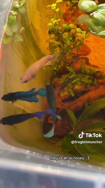 Interactive Fish: Engaging Behavior in Aquatic Life