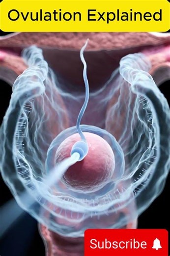 The Miracle of Fertilization ✨ | Ovulation Explained 🔬 #anotomy #pregnant #heartbit #humanbodysystem