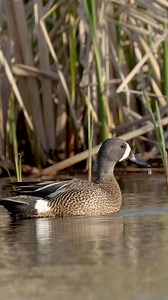 Blue wing teal drake cleaning up nicely !! - - - #duck #ducks #wild #wildlife #wildanimals #waterfowl #waterfowlphotography #waterfowlseason #wildnature | Matthew Ryan Bielski