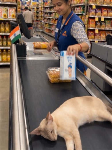 भाई, ये सामान नहीं है 😭🛒 #broanddickens #cat