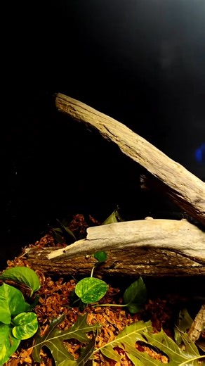 Putting my boomslang back in his enclosure. This is the most venomous snake native to Africa #venomman20 #animals #snakes #boomslang #venomous | Venomman20