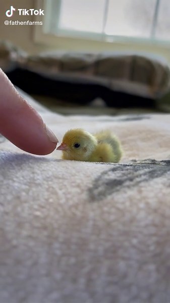 I booped him to sleep 😂❤️ #TalkingTree #fyp #viral #foryoupage #fypシ #viralvideo #smol #birb #cute #farmlife #farm #animals #animal