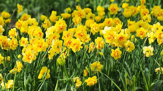 Daffodil Flowers: Meaning, Symbolism, and Proper Occasions