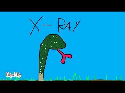 How a cobra lily works (if used give credits)