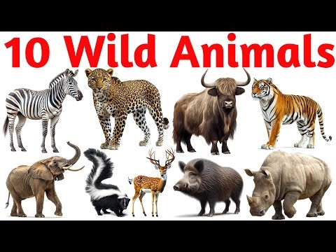 Jungle Animals for Kids | Hindi Learning Video | Educational Wildlife Video