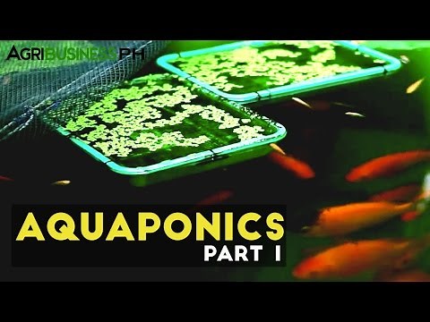 Aquaponics Part 1 : Aquaponics in the Philippines | Agribusiness Philippines