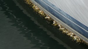 8.7K views · 119 reactions | Invasive zebra mussels can damage your boat. If you store your boat in the water on a lake that has zebra mussels, make sure you get it decontaminated before you take it to another lake. For guidance on decontamination, visit tpwd.texas.gov/decon or call (512) 389-4848 | Texas Parks and Wildlife | Facebook