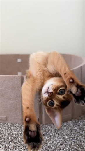 Barcelona | The Abyssinian cat on Instagram: "She is dangerously cute! Playful Abyssinian kitten enjoying life ❤️ #abyssinian #catlovers #petlovers"