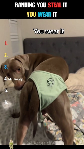 Ranking the Funniest “You Steal It, You Wear It” Dogs 😂🐶 #shorts #ranking