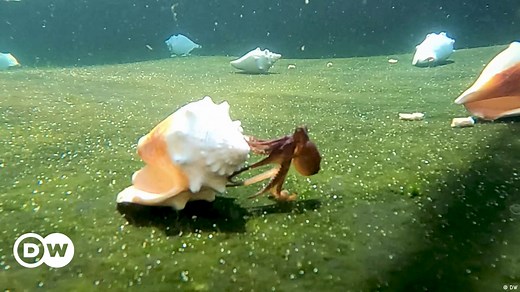 Is octopus farming sustainable?