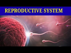 Part 9: Reproductive system/ስርአተ ተዋልዶ