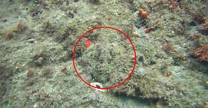 Camouflaged Octopus Appears Out of Nowhere