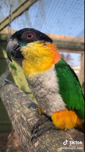 Lincolnshire Wildlife Park Tours - Exotic Parrots Showcase