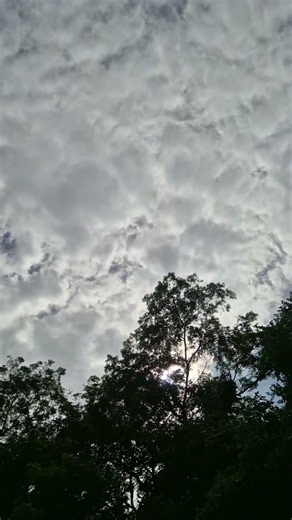 Roadside Nature on a City road | Amazing Skyview #Shorts #Nature #RoadsideNature #NatureLovers