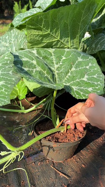 การขยายพันธุ์บัตเตอร์นัทด้วยการโน้มเถา