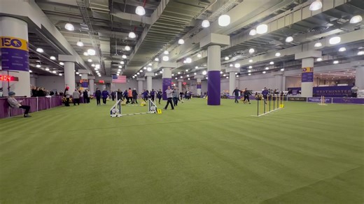 The 150th Westminster Kennel Club kicks off with the Masters Agility Championship for Rhea and I! We don’t always get an opportunity to photograph the exciting World of Agility, but we relish the opportunity to do so here. The best of the best in all things jumping, tunnel and weave are here today and captured through our lenses. Remember, all photos are posted NIGHTLY! Tell your friends and your frenemies! 😂 Most Importantly….HAVE FUN and GOOD LUCK TO ALL! ALL PHOTOS CAN BE FOUND HERE: www.nor