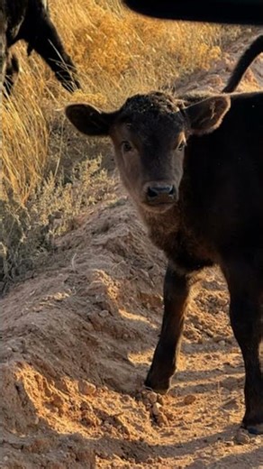 Little baby cows💖
