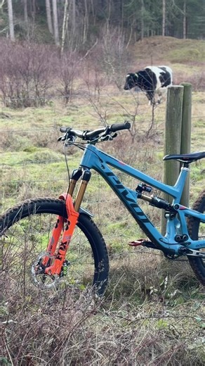 Exploring the Pivot Firebird 29 Mountain Bike