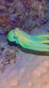 Amazing Octopus🐙 | John Fishing Adventure