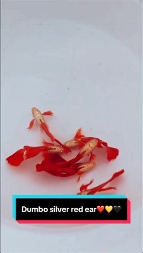 Dumbo Silver Red Ear Guppy Care Guide