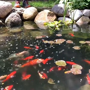 Hear the story of Dorothy the goldfish who took a journey from Houston to Wisconsin where she found her forever home. I love my job! | Greg Wittstock the Pond Guy