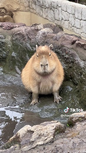 温泉のお湯入れ待ちカピ — カピバラ露天風呂の様子