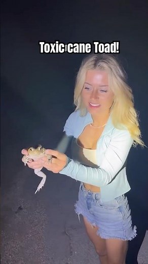 Cane toads are everywhere! #fyp#wildlife#education#forkids#animals#shortsfeed