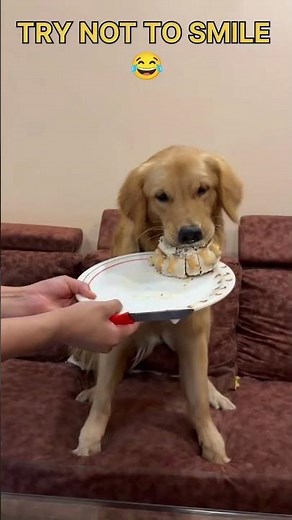Cute Dogs & Puppies 🐶😂 Funny Reactions That Will Make Your Day ❤️ #Shorts
