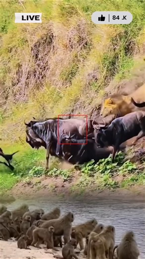 😱Wildebeest rescue action💥#wildlife #animals #lion #babon #shortsviral