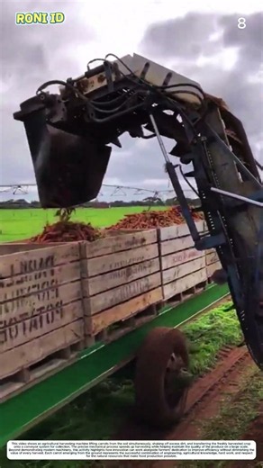 Modern Carrot Harvest: How Mechanized Harvesting Turns Ready Crops into Fresh Produce