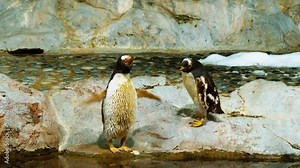 King penguin in a controlled environment at a zoo to preserve the species
