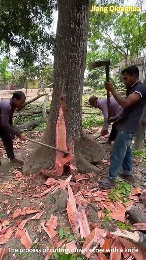 The process of cutting down a tree with a knife