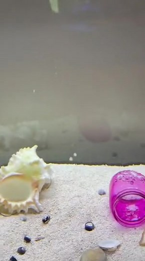Marty the Genius Octopus Solves Jar Challenge