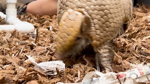 Willow our three-banded armadillo, is learning to voluntarily participate in her own healthcare, including ultrasound training! Through positive reinforcement, her animal care specialists taught her to stand calmly on a custom-made platform, allowing our vets to perform ultrasounds while she’s awake. Not only does this make medical check-ups less stressful for Willow, but it also gives her the choice to engage in her care on her terms. Ultrasound training is crucial, especially as Willow is part
