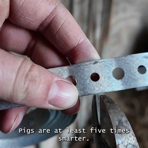 Building a pig pen in a dilapidated Alaskan barn requires a little extra engineering. #homestead