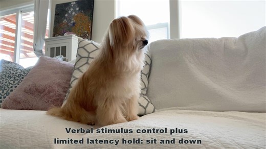 3.6K views · 18 reactions | This video has a bit of basic stimulus control. Brian has to do two things: wait for the verbal cue to change positions and then, once it's given, do the position change within one second. He's a little champ. From Jean Donaldson, of The Academy for Dog Trainers #30daysofpractice Use the hashtag and tag the Academy, and we'll be sharing our favorite examples of positive reinforcement training throughout the month! | The Academy for Dog Trainers | Facebook