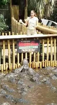 Feeding Time! | Visiting the Alligator Farm | St. Augustine Florida