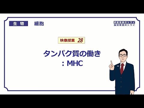【College Biology】 Cell 28 MHC (18 points)